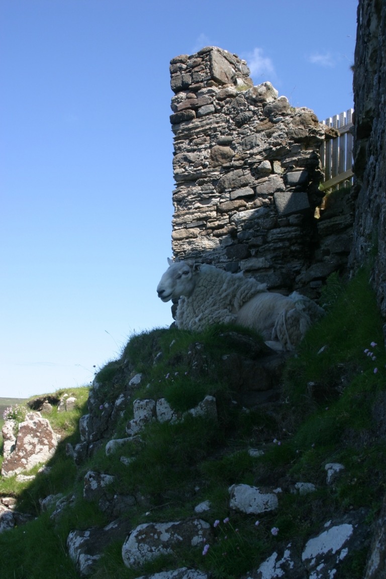 Sheep At Duntulum Castle